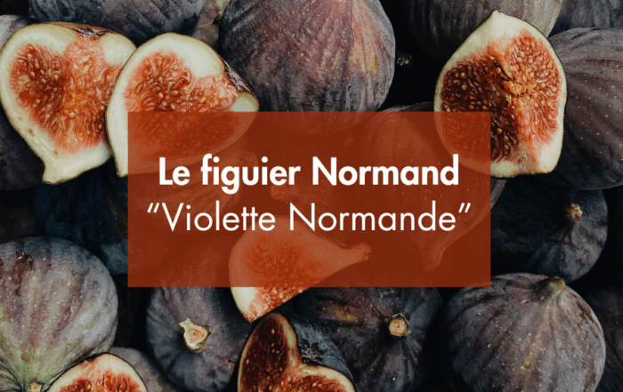Le figuier normand