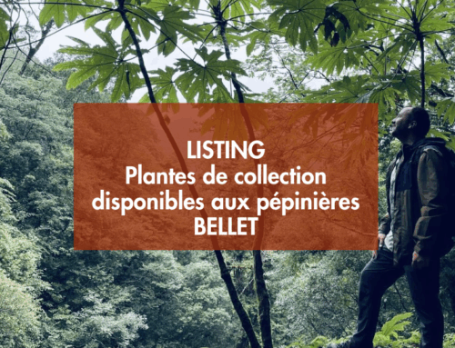 Listing Plantes de Collection chez les Pépinières Bellet