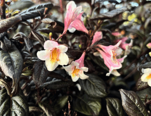 Weigela Vintage Love : Une nouveauté aux Pépinières Bellet