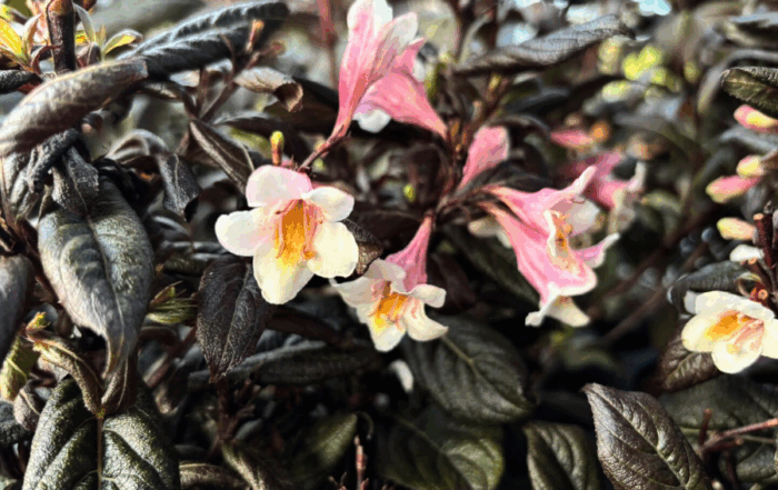 Weigelia ‘Vintage Love’