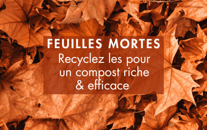 feuilles mortes : recyclez-les dans votre compost