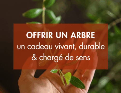 Comment choisir un arbre à offrir : une idée de cadeau durable et symbolique