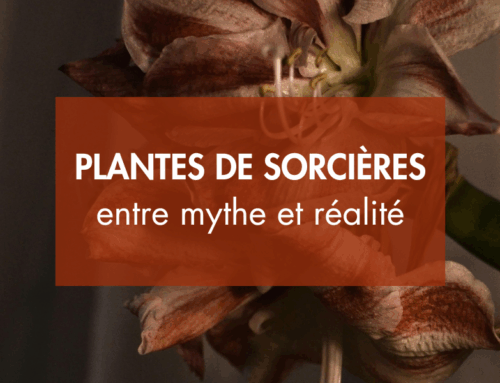Les plantes de sorcières : entre mythe et réalité