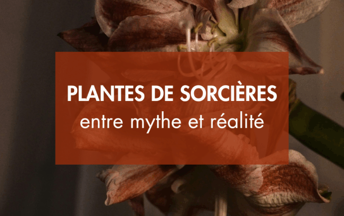 plantes de sorcières