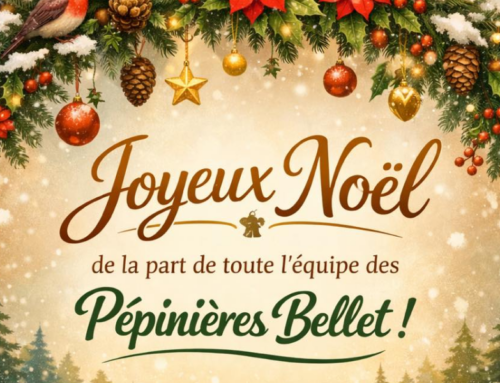 NOËL, le temps de la RECONNAISSANCE et du CŒUR… 