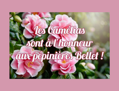 Camélias : L&rsquo;élégance qui illumine l&rsquo;hiver