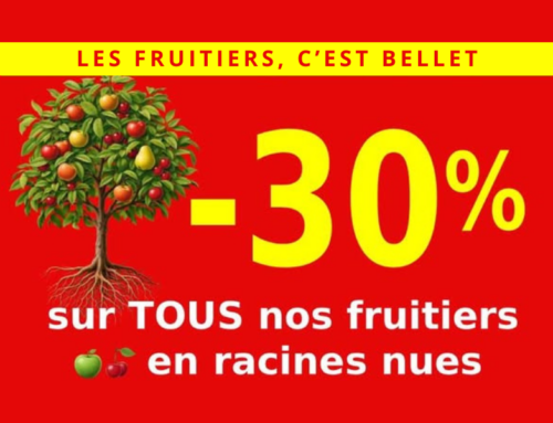 -30 % sur les fruitiers en racines nues : préparez votre verger dès maintenant !