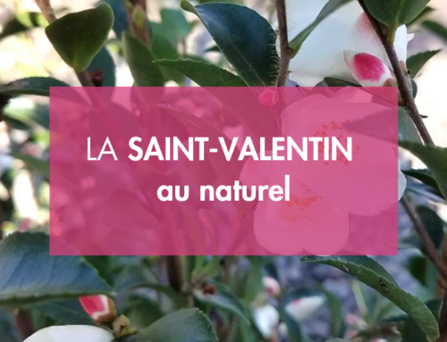 Saint-Valentin au naturel : sélection de plantes locales normandes