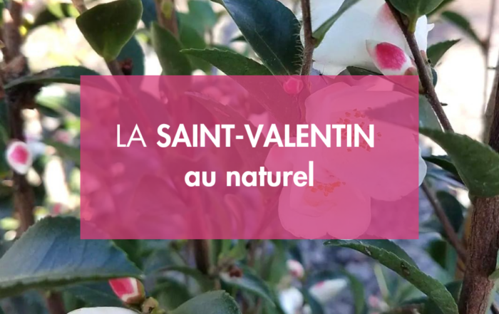 fêtez la saint-valentin avec des plantes locales normandes