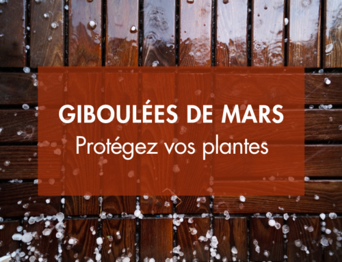 Plantes et giboulées de mars : Comment protéger et préparer votre jardin normand ?
