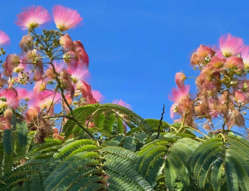 Albizia : plantation, entretien et conseils