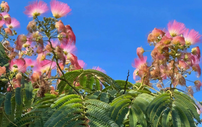 Albizia