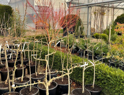 Arbres fruitiers d’automne : profitez de -30 % sur vos précommandes