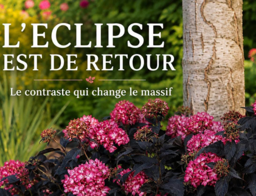 L&rsquo;hortensia ECLIPSE est de retour à la Pépinière