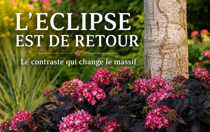 hortensia eclipse