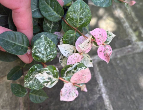 8 Trachelospermum asiaticum ‘Tricolor’ disponibles