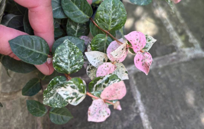Trachelospermum asiaticum ‘Tricolor’
