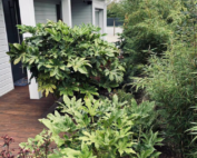 Création d'un jardin jungle