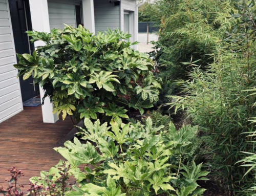 Création d&rsquo;un jardin jungle en seine-maritime