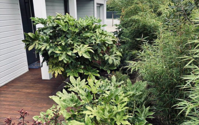 Création d'un jardin jungle