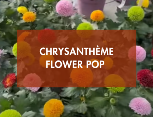 Chrysanthème Flower Pop