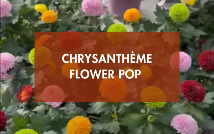 Chrysanthème Flower Pop